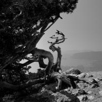 Landscape - Tree Eyrie 1 - 35Mm Filmdigital