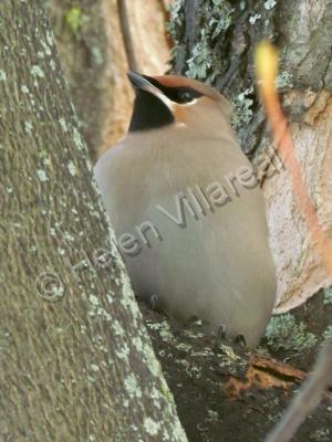 Inspiring Beauty Of The Birds - Inspiring Bird - Photography