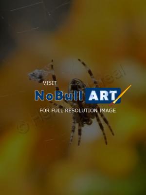 Arachnidsspiders - Spiders Adventure - Photography