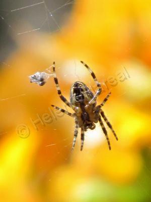 Arachnidsspiders - Spiders Adventure - Photography