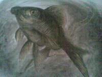 Fish - Fearless - Charchoal N Pencil