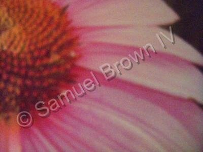 The World We Live In - Not A Flower - Photography