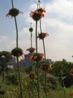 A Field Of Ufos - Photography Photography - By Samuel Brown IV, Landscape Photography Artist