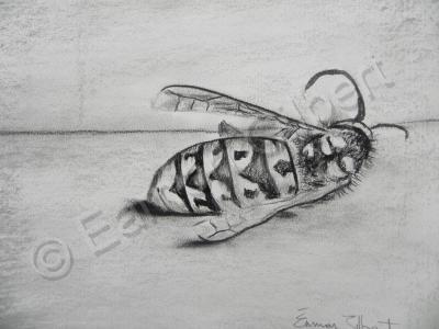 Still Life - Dead Wasp - Charcoal