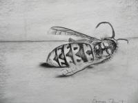 Still Life - Dead Wasp - Charcoal