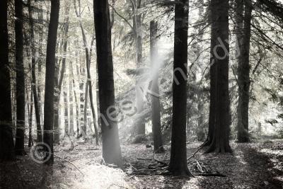 Black  White - Light In The Forest - Digital