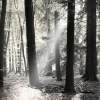 Light In The Forest - Digital Photography - By James Kennedy, Black And White Photography Artist