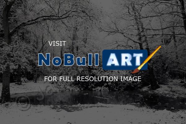 Black  White - Winter Forest - Digital