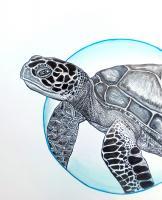 Green Turtle Swimming - Ink Drawings - By Tom Rechsteiner, Realism Drawing Artist