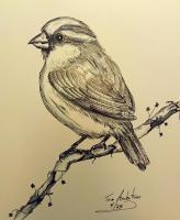 Little Sparrow - Ink Drawings - By Tom Rechsteiner, Realism Drawing Artist