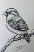 Little Sparrow - Ink Drawings - By Tom Rechsteiner, Realism Drawing Artist