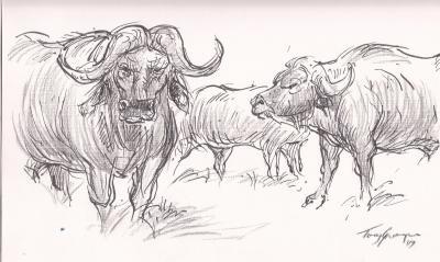 Wild Animal Drawings - Buffalo In The Kruger Park - Line  Wash