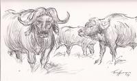 Buffalo In The Kruger Park - Line  Wash Drawings - By Tony Grogan, Line And Wash Drawing Drawing Artist