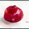 Pomegranate - Watercolor Paintings - By Peter Lau, Realism Painting Artist