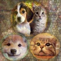 Photofolio - Pets - Digital