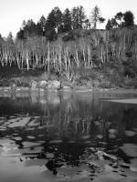 Black And White - Tree Line Reflections - Digital