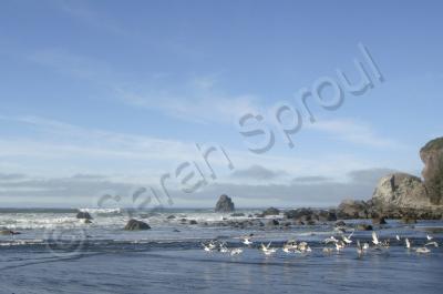 Local Beaches - Flight - Digital