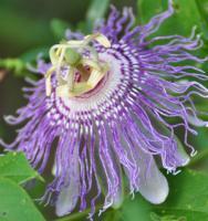 Natures Remedies - Purple Passion Flower - Digital Photography By Micah