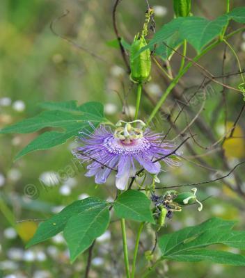 Natures Remedies - Purple Passion Flower II - Digital Photography By Micah