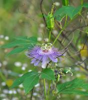 Natures Remedies - Purple Passion Flower II - Digital Photography By Micah