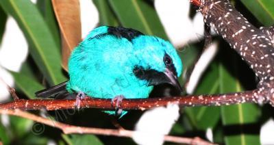 Birds - Inquisitive - Digital Photography By Micah