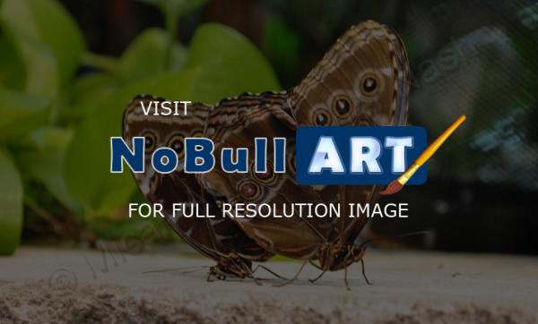 Butterflies - First Mate - Digital Photography By Micah