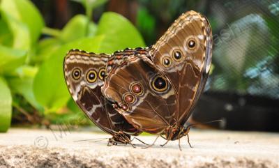 Butterflies - First Mate - Digital Photography By Micah