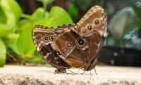 Butterflies - First Mate - Digital Photography By Micah