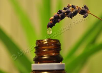 Natures Remedies - Harvest The Lavender Essence - Digital Photography By Heather