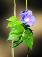 Flora Or Flowering Species - Mother Earths Morning Glory I - Digital Photography By Heather