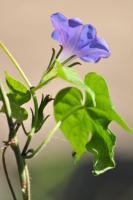 Flora Or Flowering Species - Mother Earths Morning Glory II - Digital Photography By Heather