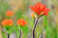 Flora Or Flowering Species - Painted Prairie - Digital Photography By Micah