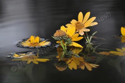 Flora Or Flowering Species - Sun On The Water - Digital Photography By Heather