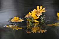 Flora Or Flowering Species - Sun On The Water - Digital Photography By Heather
