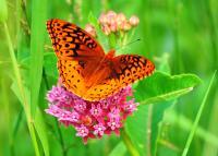 Butterflies - Mmmmmm Breakfast - Digital Photography By Micah