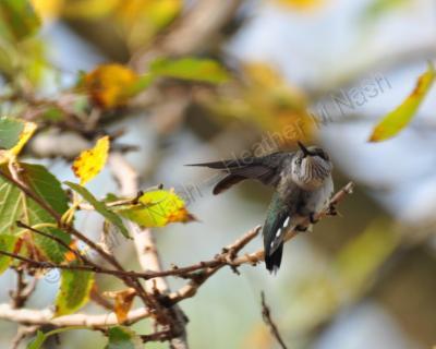 Birds - Morning Stretch - Digital Photography By Micah