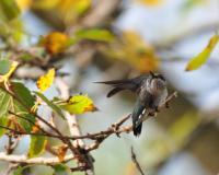 Birds - Morning Stretch - Digital Photography By Micah