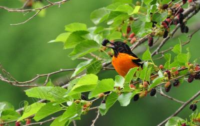 Birds - Treasured Treat - Digital Photography By Heather