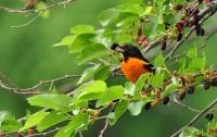 Birds - Treasured Treat - Digital Photography By Heather