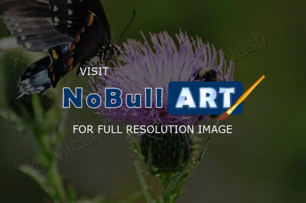 Butterflies - Shared Pollination - Digital Photography By Micah