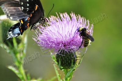 Butterflies - Shared Pollination - Digital Photography By Micah