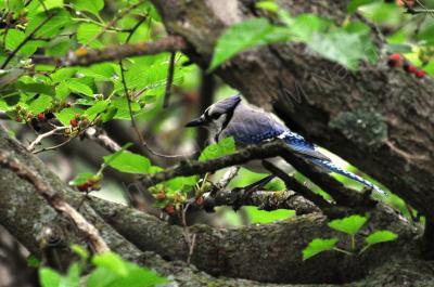 Birds - Hidden Within - Digital Photography By Heather