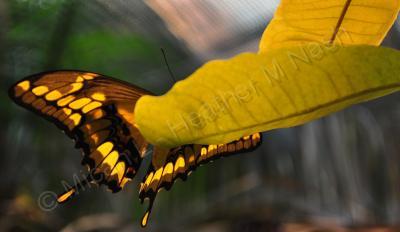 Butterflies - A Ray Of Sunshine - Digital Photography By Heather