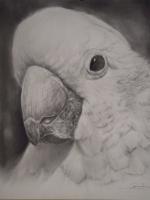 Tom-Tom - Charcoal Drawings - By Adrian Pickett, Realism Drawing Artist