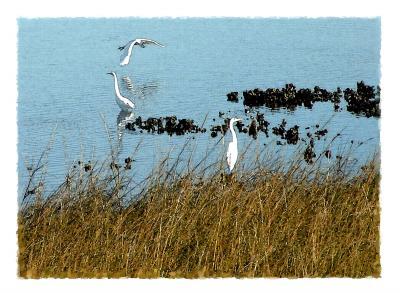 Representational - Egrets Of Little Marsh Island - Artists Giclee