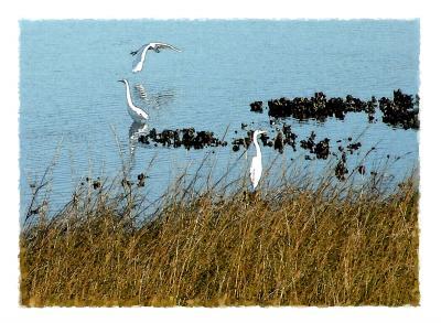 Representational - Egrets Of Little Marsh Island - Artists Giclee