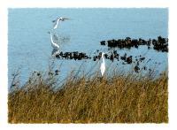 Egrets Of Little Marsh Island - Artists Giclee Digital - By Brenda Leedy, Representational Digital Artist