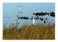 Egrets Of Little Marsh Island - Artists Giclee Digital - By Brenda Leedy, Representational Digital Artist