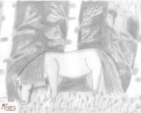 Horse In The Forest - Black And White Drawings - By Hannah Tropkoff, Using Pencils Drawing Artist