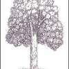 Walnut Tree - Ink Drawings - By Kelly Spring, Realism Drawing Artist